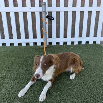 MAXIMILIANO CORDARO -  Border Collie Dog for Adoption in Modesto, California - MAXIMILIANO CORDARO | PetCurious