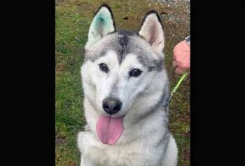 Husky Dogs Available for Adoption - Figgy | PetCurious