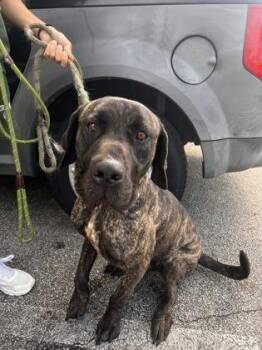 Mastiff and Cane Corso Dogs Available for Adoption - Cato - 2 | PetCurious