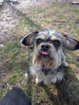 Mixed Breed Dogs Available for Adoption - Khloe | PetCurious