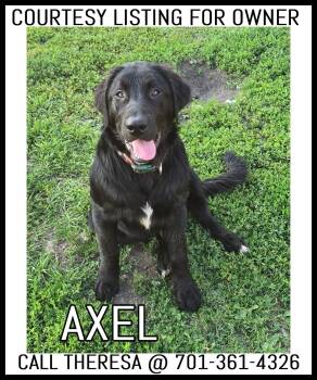 Axel - COURTESY LISTING -  Labrador Retriever and Border Collie Dog for Adoption in Valley City, North Dakota - Axel - COURTESY LISTING | PetCurious