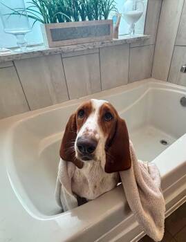 RHEA -  Basset Hound Dog for Adoption in Hamilton, New Jersey - RHEA | PetCurious