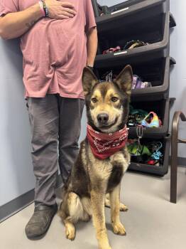 Bob Ross -  Husky and Shepherd Dog for Adoption in Zanesville, Ohio - Bob Ross | PetCurious