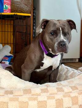 Nova -  Pit Bull Terrier Dog for Adoption in Little Chute, Wisconsin - Nova | PetCurious