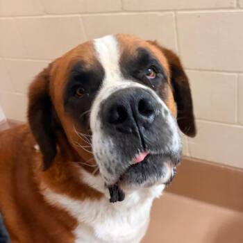 Duke -  Saint Bernard Dog for Adoption in Reno, Nevada - Duke | PetCurious