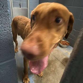 Mixed Breed Dogs Available for Adoption in Gadsden, Alabama - Wardell | PetCurious