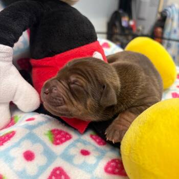 Wheezy -  Chihuahua and Mixed Breed Dog for Adoption in Corpus Christi, Texas - Wheezy | PetCurious