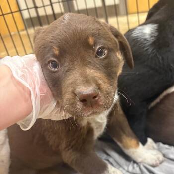 Australian Shepherd Dogs Available for Adoption - Chanel - 022607U | PetCurious