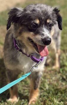Dottie -  Mixed Breed Dog for Adoption in Jackson, Michigan - Dottie | PetCurious