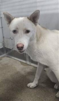 LORRAINE -  Siberian Husky Dog for Adoption in San Bernardino, California - LORRAINE | PetCurious