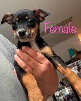 Carrie -  Miniature Pinscher Dog for Adoption in Brooksville, Florida - Carrie | PetCurious