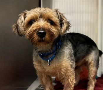 LOUIE -  Yorkshire Terrier and Mixed Breed Dog for Adoption in St. Louis, Missouri - LOUIE | PetCurious