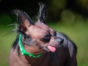 Picasso -  Chinese Crested Dog Dog for Adoption in Pointe-fortune, Quebec - Picasso | PetCurious