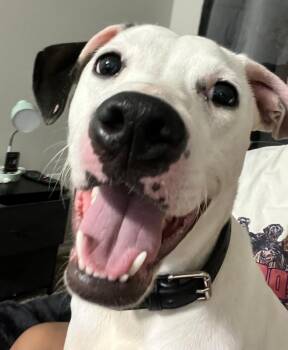 Lulu -  American Staffordshire Terrier and Mixed Breed Dog for Adoption in Houston, Texas - Lulu | PetCurious