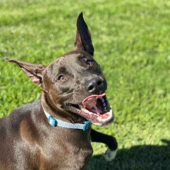 Grand Paw -  Pit Bull Terrier Dog for Adoption in Goleta, California - Grand Paw | PetCurious