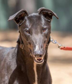 Rescue Greyhound Dogs for Adoption in Hopkinton, Massachusetts - Jack | PetCurious