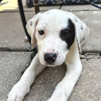 Lemon -  Pit Bull Terrier Dog for Adoption in South Elgin, Illinois - Lemon | PetCurious