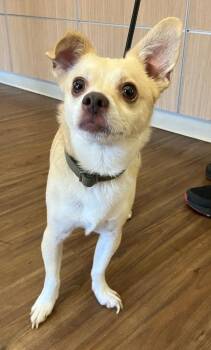 Mel -  Chihuahua and Jack Russell Terrier Dog for Adoption in Christiansburg, Virginia - Mel | PetCurious