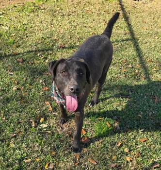 Labrador Retriever Dogs Available for Adoption in Ocean Township, New Jersey - Benny | PetCurious