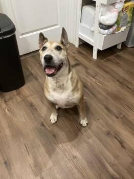 Rescue Bull Terrier Dogs for Adoption in Owensboro, Kentucky - Daisy | PetCurious