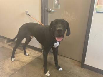 BARTHOLOMEW -  Great Dane Dog for Adoption in Ontario, California - BARTHOLOMEW | PetCurious