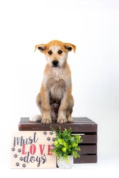 Husky Dogs Available for Adoption in Brighton, Colorado - 361-26 | PetCurious