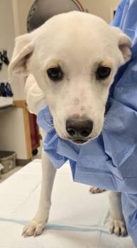 Poppy -  Labrador Retriever and Mixed Breed Dog for Adoption in Saint Clairsville, Ohio - Poppy | PetCurious