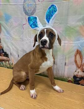 Boxer Dogs Available for Adoption in Columbia, Maryland - Ken CS  | PetCurious