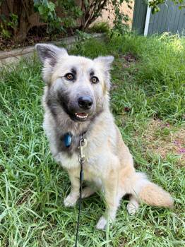 German Shepherd Dog and Anatolian Shepherd Dogs Available for Adoption - Lalla | PetCurious