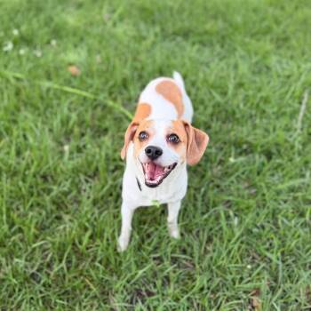 Beagle and Mixed Breed Dogs Available for Adoption in Carencro, Louisiana - Finneas | PetCurious