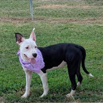 Rescue Mixed Breed Dogs for Adoption in Alabaster, Alabama - Minnie | PetCurious