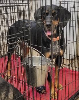 Rescue Black And Tan Coonhound Dogs for Adoption in Marietta, Ohio - Smalls | PetCurious