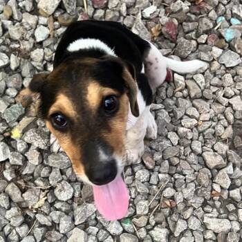 Tommy -  Shepherd Dog for Adoption in Lenexa, Kansas - Tommy | PetCurious