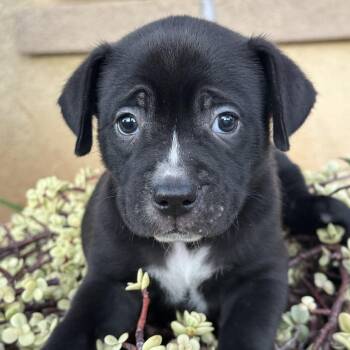 Justice Pup - Witness -  Labrador Retriever and Terrier Dog for Adoption in San Diego, California - Justice Pup - Witness | PetCurious