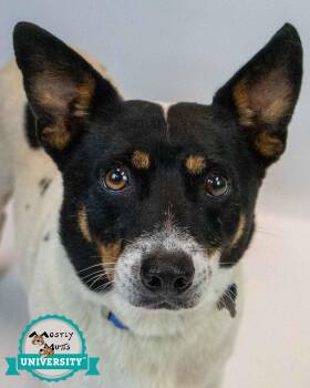 Alfalfa -  Rat Terrier and Jack Russell Terrier Dog for Adoption in Kennesaw, Georgia - Alfalfa | PetCurious