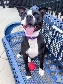 VICTORIA -  Pit Bull Terrier Dog for Adoption in Canfield, Ohio - VICTORIA | PetCurious