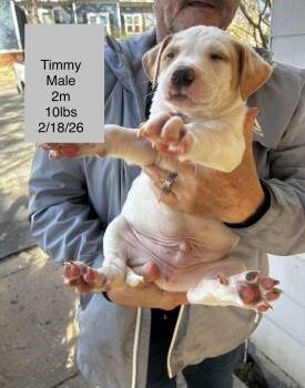 Pit Bull Terrier Dogs Available for Adoption - Timmy | PetCurious