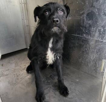 ES GRAINS DOS -  Schnauzer and Mixed Breed Dog for Adoption in Rowlett, Texas - ES GRAINS DOS | PetCurious
