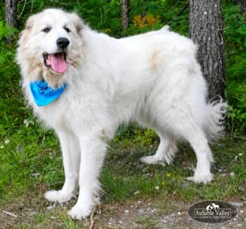 Arlo -  Great Pyrenees Dog for Adoption in Grayling, Michigan - Arlo | PetCurious