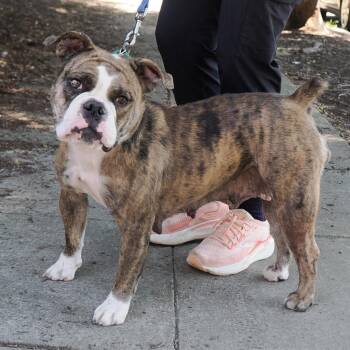 Mixed Breed Dogs Available for Adoption in Richmond, California - PIKA | PetCurious