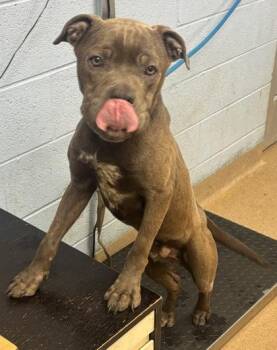 Russ Cotter -  Mixed Breed Dog for Adoption in Chamblee, Georgia - Russ Cotter | PetCurious