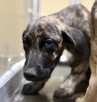 Celeste -  Shepherd Dog for Adoption in Sioux City, Iowa - Celeste | PetCurious