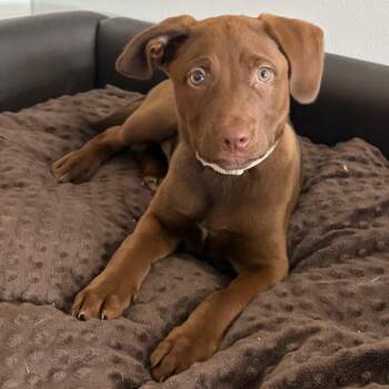 Chloe -  Chocolate Labrador Retriever Dog for Adoption in Crookston, Minnesota - Chloe | PetCurious
