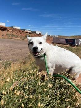 Pippa -  Australian Cattle Dog Blue Heeler Dog for Adoption in Roosevelt, Utah - Pippa | PetCurious