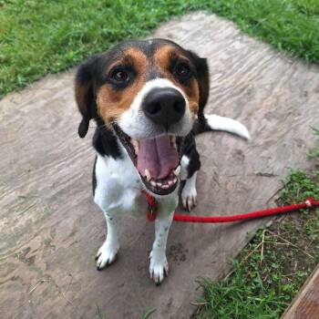 Lyla -  Coonhound and Mixed Breed Dog for Adoption in Chesapeake, Virginia - Lyla | PetCurious