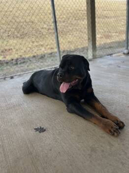 Rescue Rottweiler Dogs for Adoption in Indiana, Pennsylvania - Smores | PetCurious