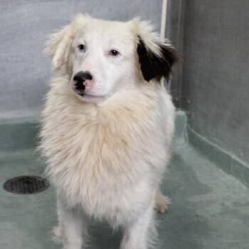 Australian Shepherd and Dachshund Dogs Available for Adoption in Baton Rouge, Louisiana - Frick | PetCurious