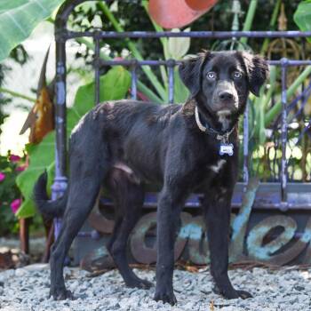 Wells -  Flat Coated Retriever Dog for Adoption in Wake Forest, North Carolina - Wells | PetCurious