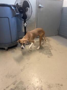 WAFFLES -  Treeing Walker Coonhound and Mixed Breed Dog for Adoption in Tallahassee, Florida - WAFFLES | PetCurious