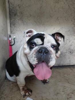 MANTI -  English Bulldog Dog for Adoption in St. Cloud, Florida - MANTI | PetCurious
